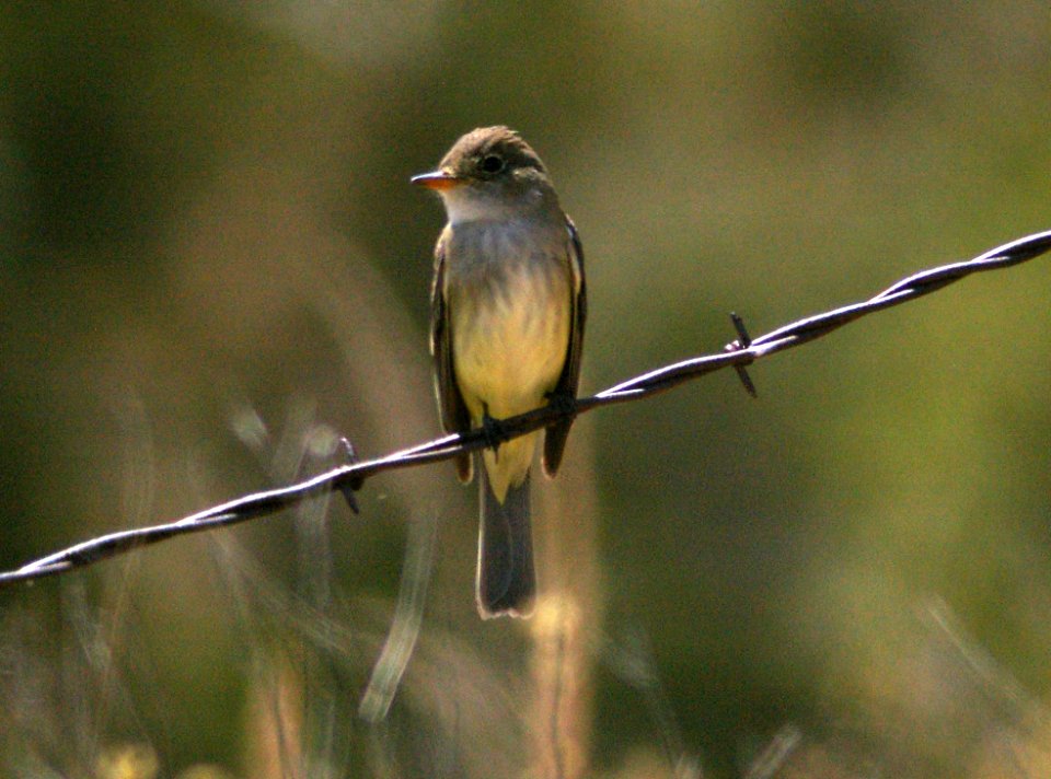 FLYCATCHER, WILLOW (6-7-09) sulfur springs, carrizo plain -04