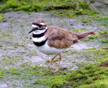 KILLDEER (7-31-07) -2