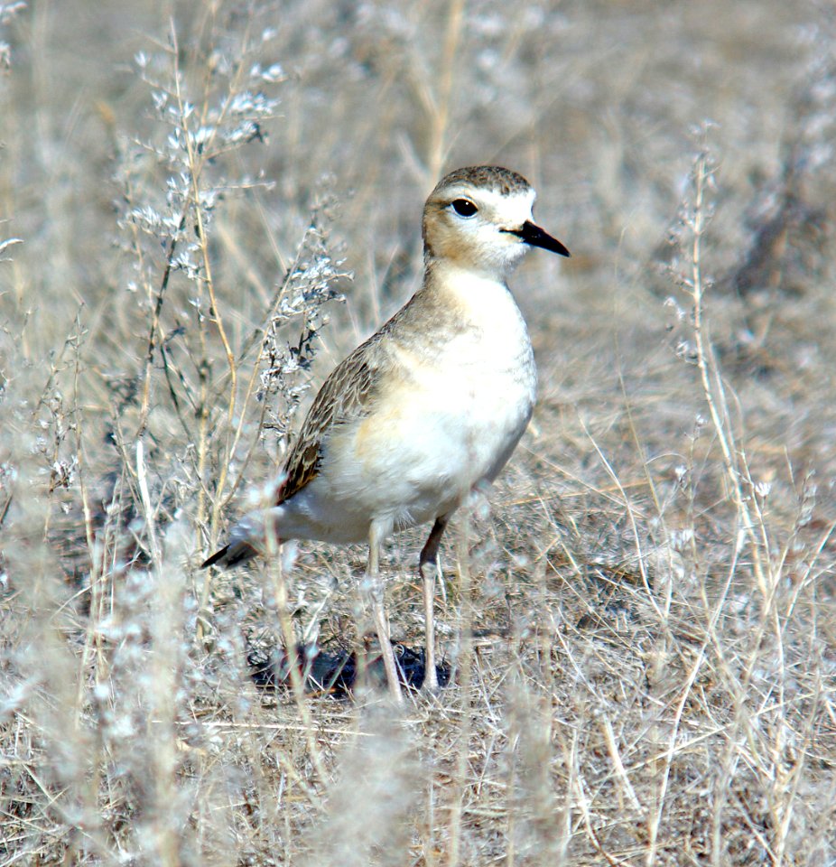 268 - MOUNTAIN PLOVER (1-18-07) carrizo plain, slo co, ca (4)