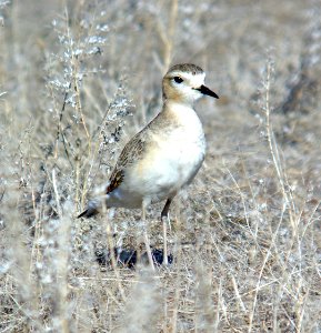 268 - MOUNTAIN PLOVER (1-18-07) carrizo plain, slo co, ca (4)