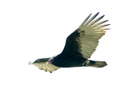 VULTURE, TURKEY (12-30-07) -02