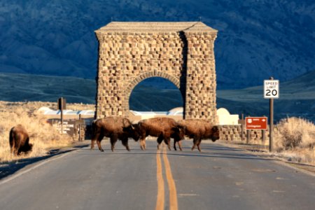Bison cross the road near Roosevelt Arch