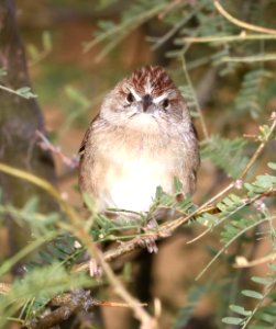 867 - BOTTERI'S SPARROW (12-16-2017) lake patagonia estates area, santa cruz co, az -05