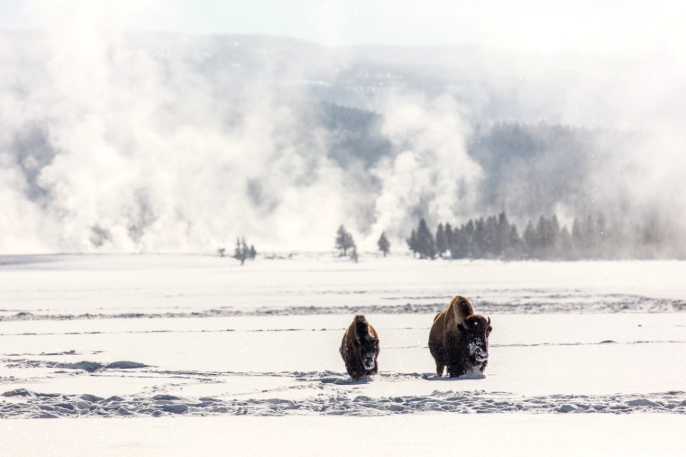 Bison in Lower Geyser Basin in winter