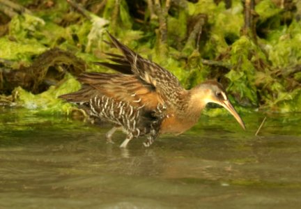 237 - CLAPPER RAIL (4-29-2019) port isabel, cameron co, tx -02