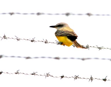 602 - TROPICAL KINGBIRD (2-14-08) port isabel, tx  (1)