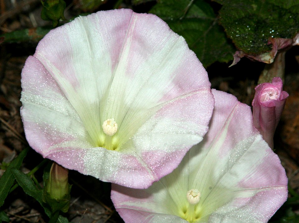 MORNING GLORY (calystegia macrostegia) (9-5-07) coon creek -3