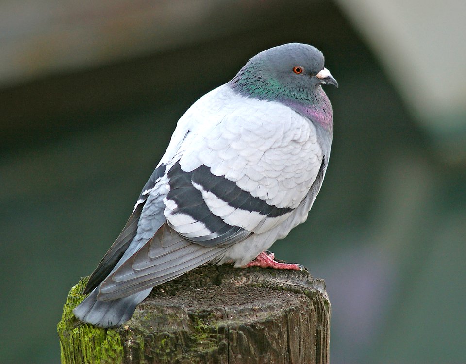 422 - ROCK PIGEON (2-4-06) morro bay, slo co, ca