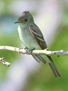 572 - EASTERN WOOD-PEWEE (4-27-2019) convention center, south padre island, cameron co, tx -01 photo