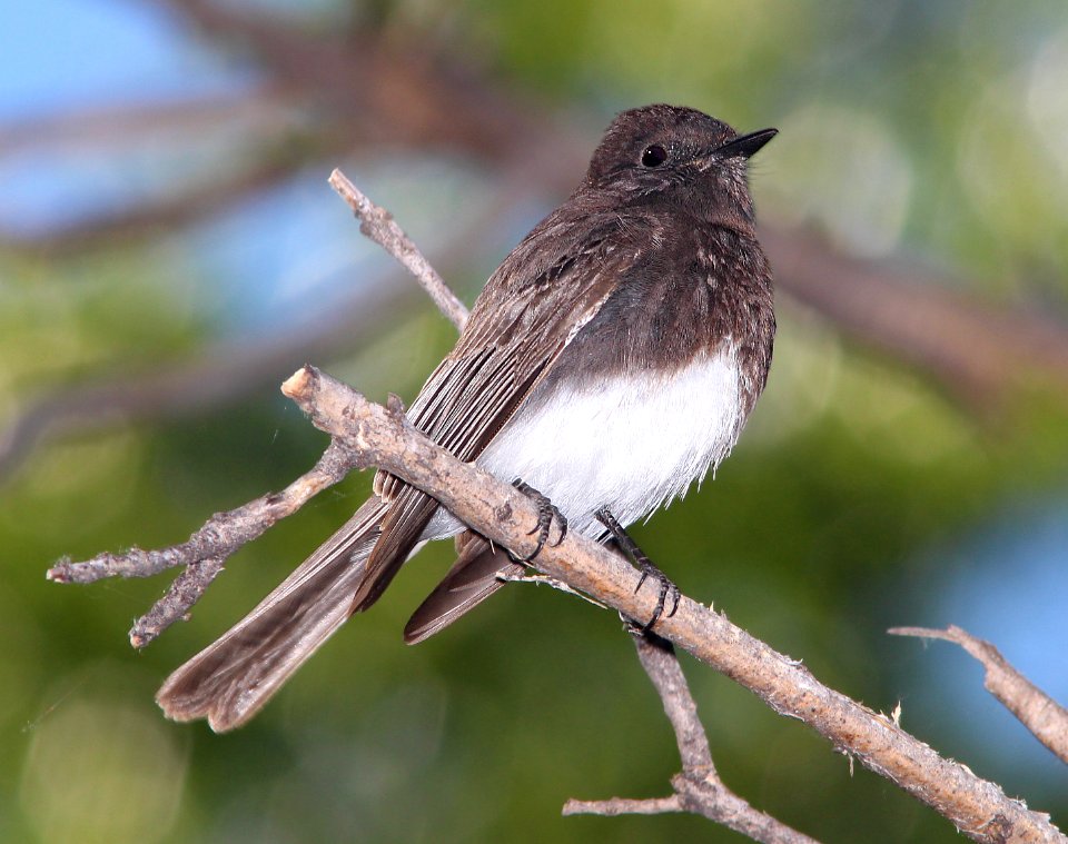586 - BLACK PHOEBE (3-23-14) patagonia-sonoita creek preserve, scc, az