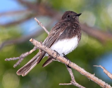 586 - BLACK PHOEBE (3-23-14) patagonia-sonoita creek preserve, scc, az