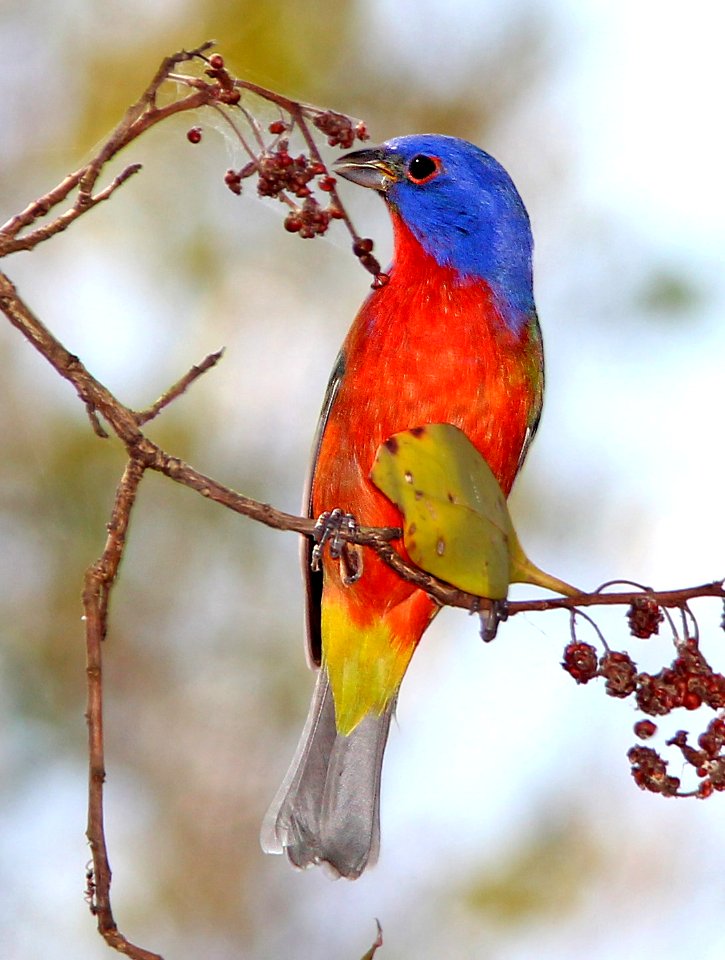 926 - PAINTED BUNTING (3-12-13) everglades national park, monroe co, fl  (9)