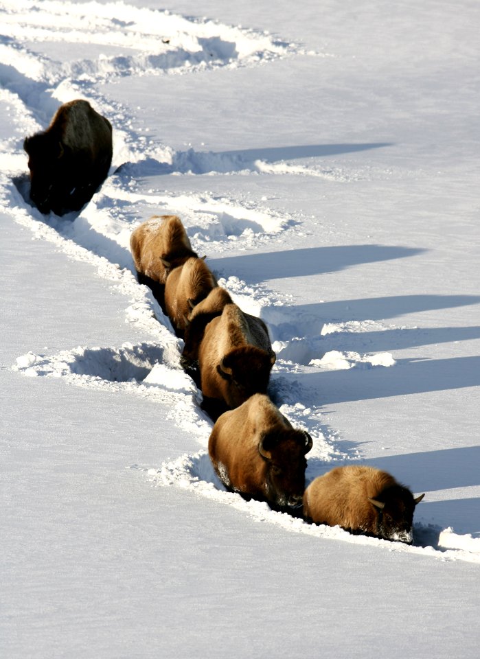 Bison in deep snow