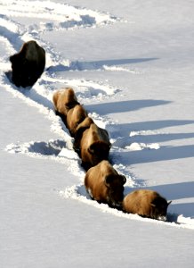 Bison in deep snow photo