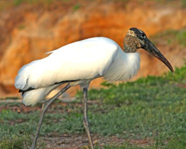 159 - WOOD STORK (2-20-13) sebastian inlet st park, indian river co, fl  (1)