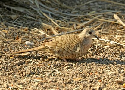 435 - INCA DOVE (3-3-2019) san pedro house, cochise co, az -01