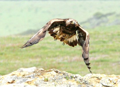 233 - GOLDEN EAGLE (3-21-10) san simeon, slo co, ca  (7)