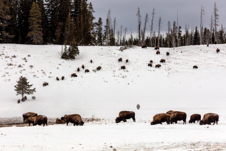 Bison grazing near Beach Spring and Mary Bay