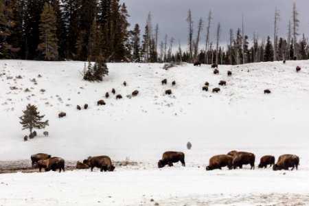 Bison grazing near Beach Spring and Mary Bay photo