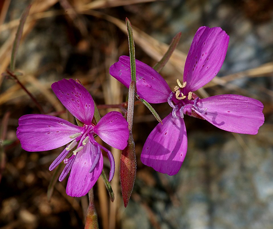 CLARKIA, PUNCH BOWL (clarkia bottae) (6-8-07) res cyn -1