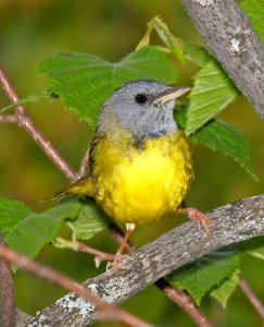 816 - MOURNING WARBLER (6-4-2015) coos co, nh -07