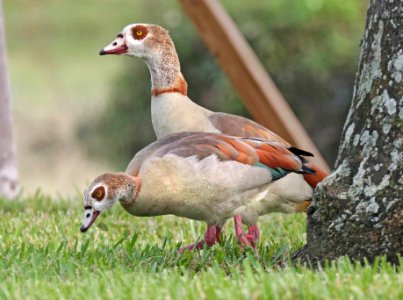 021.5 - EGYPTIAN GOOSE (1-31-2016) miami-dade co, fl -03