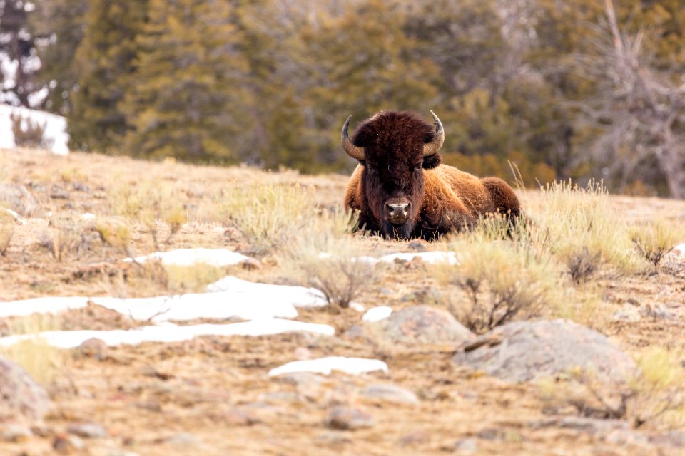 A bull bison rests in the sage