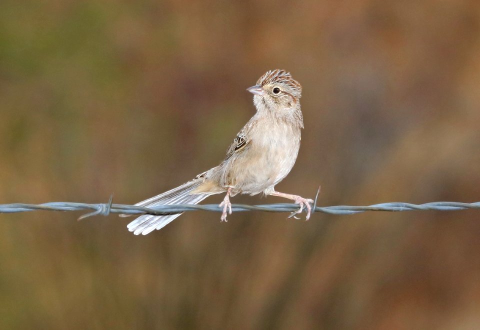 868 - CASSIN'S SPARROW (12-16-2017) lake patagonia estates area, santa cruz co, az -05
