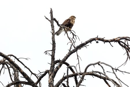 Rough-legged hawk - Buteo lagopus photo