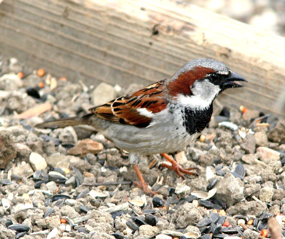 977 - HOUSE SPARROW (4-11-07) canet rd, slo co, ca