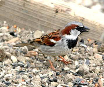 977 - HOUSE SPARROW (4-11-07) canet rd, slo co, ca