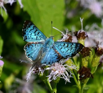 METALMARK, BLUE (Lasaia sula) (10-29-2015) resaca de las palmas s p, cameron co, tx -01