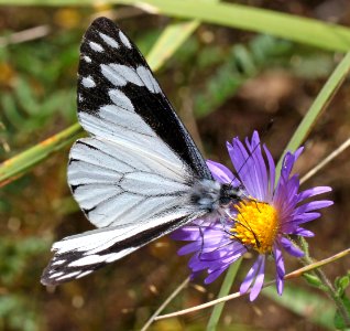 CHIRICAHUA WHITE (Neophasia terlooii) (10-9-12) male, sawmill cyn, huachuca mts, cochise co, az -08