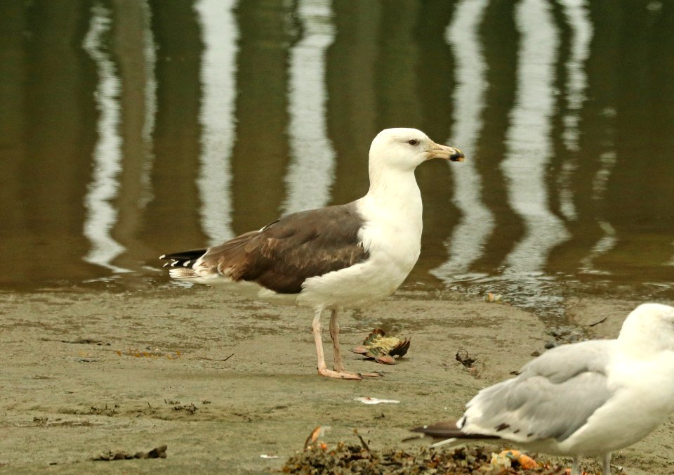 372 - GREAT BLACK-BACKED GULL (9-19-2018) third winter, stonington, hancock co, me -01