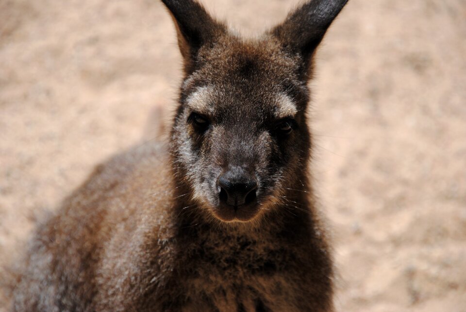 Outback australia wildlife