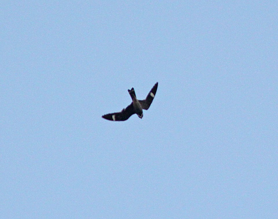474 - ANTILLEAN NIGHTHAWK (5-8-14) marathon airport, monroe co, fl -02