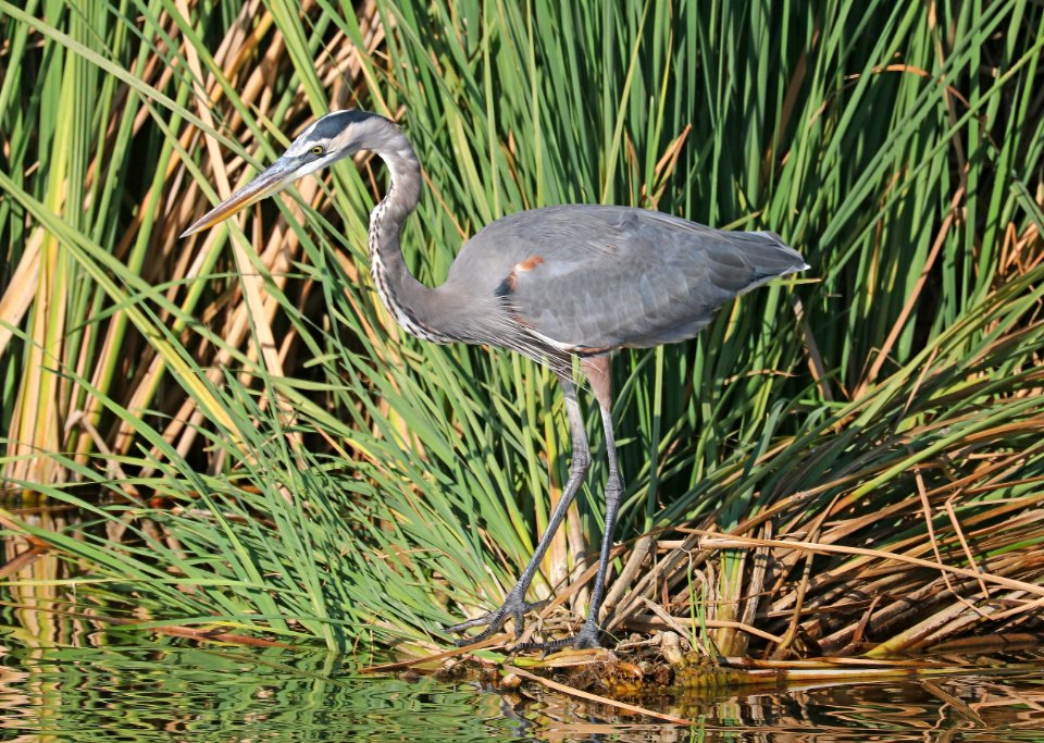 181 - GREAT BLUE HERON (11-6-2016) convention center, south padre island, cameron co, tx -01