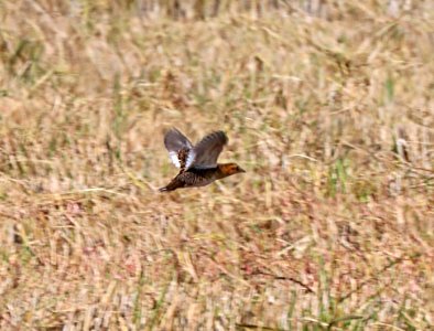 234 - YELLOW RAIL (11-3-2016) thornwell, jefferson-davis parish, la -18