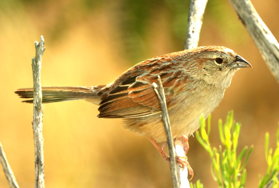 867 - BOTTERI'S SPARROW (5-17-2019) e la paloma lane, hereford, cochise co, az -02