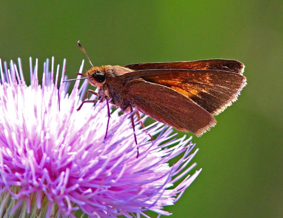 SKIPPER, PALATKA (Euphyes pilatka) (3-3-13) evrgades national park, monroe co, fl  (6)