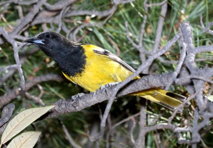 952 - SCOTT'S ORIOLE (4-19-2018) upper humboldt canyon road, patagonia mountains, santa cruz co, az -01