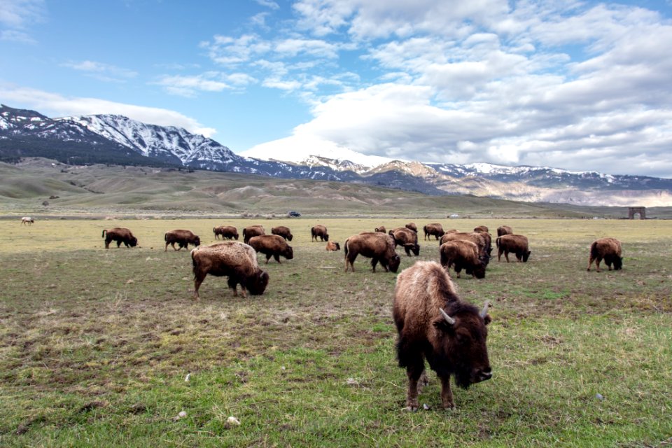 Bison grazing near the North Entrance on a spring morning (2)