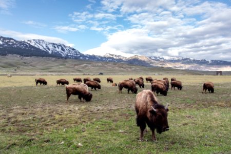 Bison grazing near the North Entrance on a spring morning (2)