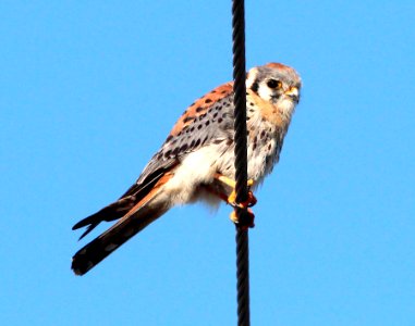 549 - AMERICAN KESTREL (3-7-13) big pine key, monroe co, fl  (1)