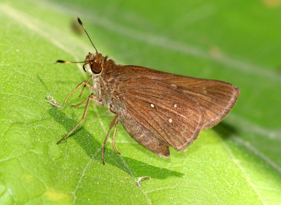 SKIPPER, DOUBLE-DOTTED (Decinea percosius) (11-1-2020) the butterfly center, mission, tx -02