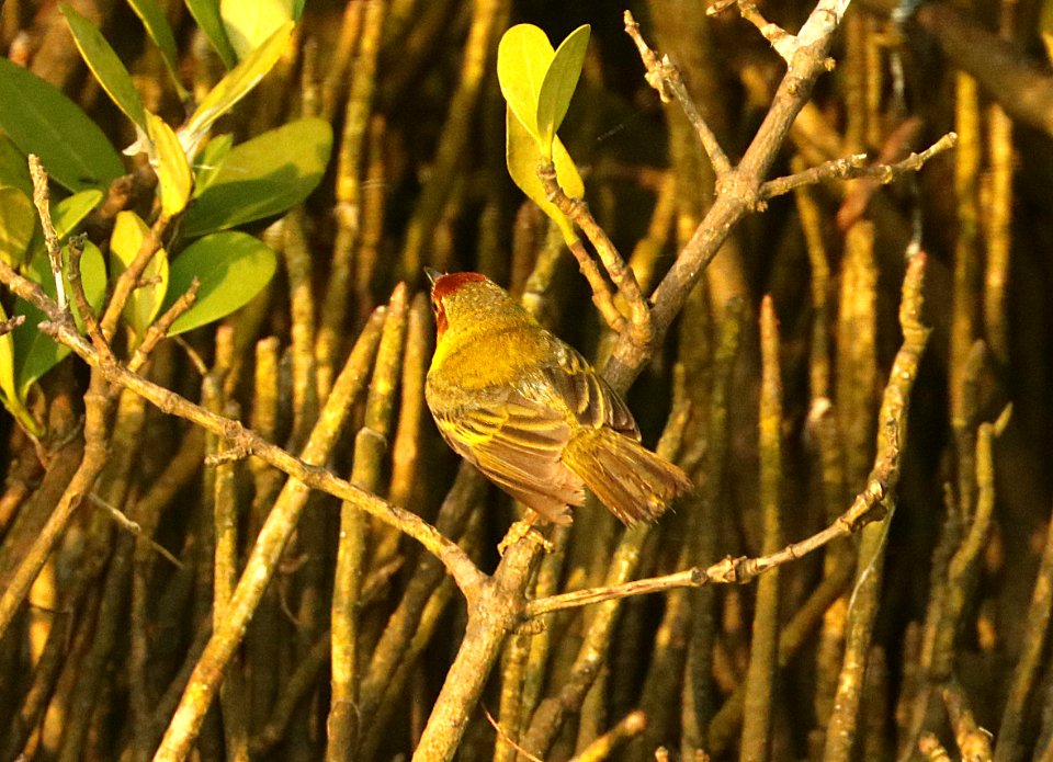 829 - MANGROVE YELLOW WARBLER (4-29-2019) port isabel, cameron co, tx -09 male