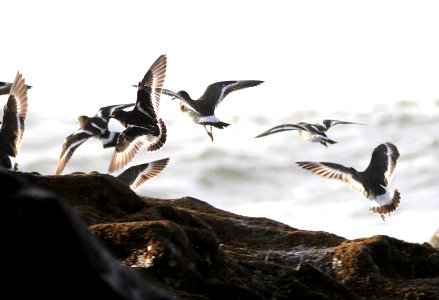 306 & 307 - BLACK TURNSTONE & SURFBIRD (11-5-09) northpoint, morro bay, slo co, ca  (1)