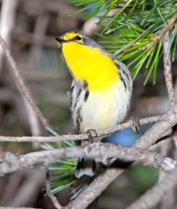 838 - GRACE'S WARBLER (9-6-13) sawmill cyn, huachuca mts, cochise co, az -01 photo