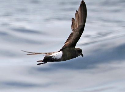 141 - WILSON'S STORM-PETREL (5-31-2017) off hatteras, dare co, nc (4)