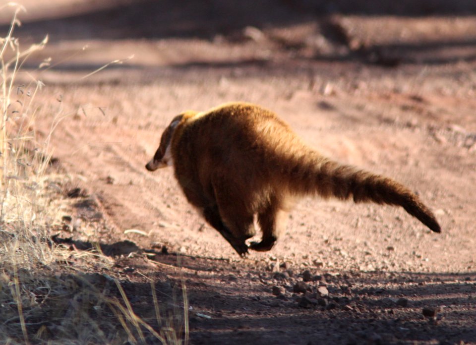 White-Nosed Coati (Nasua narica) (3-9-11) near humboldt cyn, scc, az -05